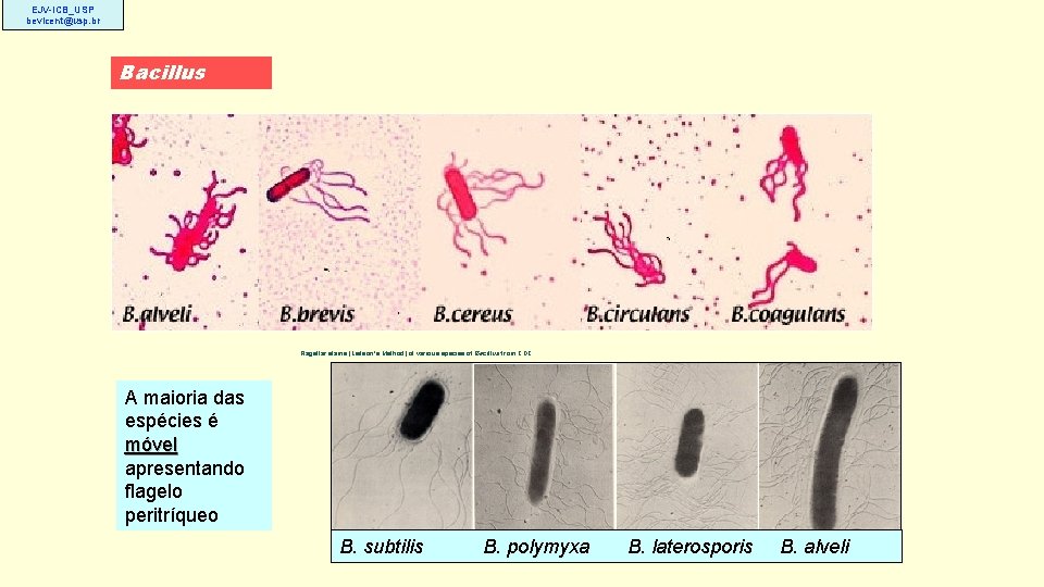 EJV-ICB_USP bevicent@usp. br Bacillus Flagellar stains (Leifson's Method) of various species of Bacillus from