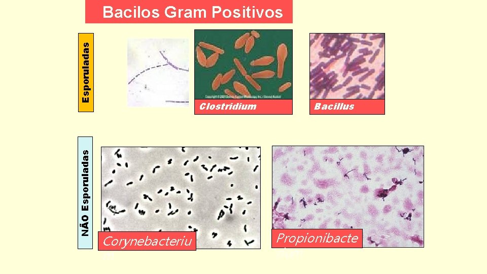 NÃO Esporuladas Bacilos Gram Positivos Clostridium Corynebacteriu m Bacillus Propionibacte rium 