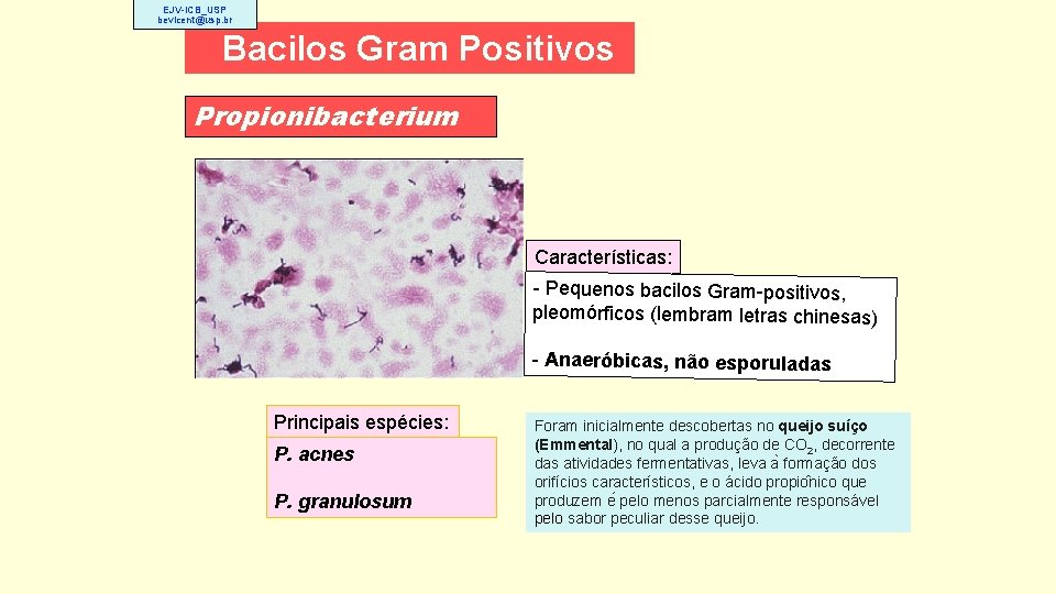 EJV-ICB_USP bevicent@usp. br Bacilos Gram Positivos Propionibacterium Características: - Pequenos bacilos Gram-positivos, pleomórficos (lembram