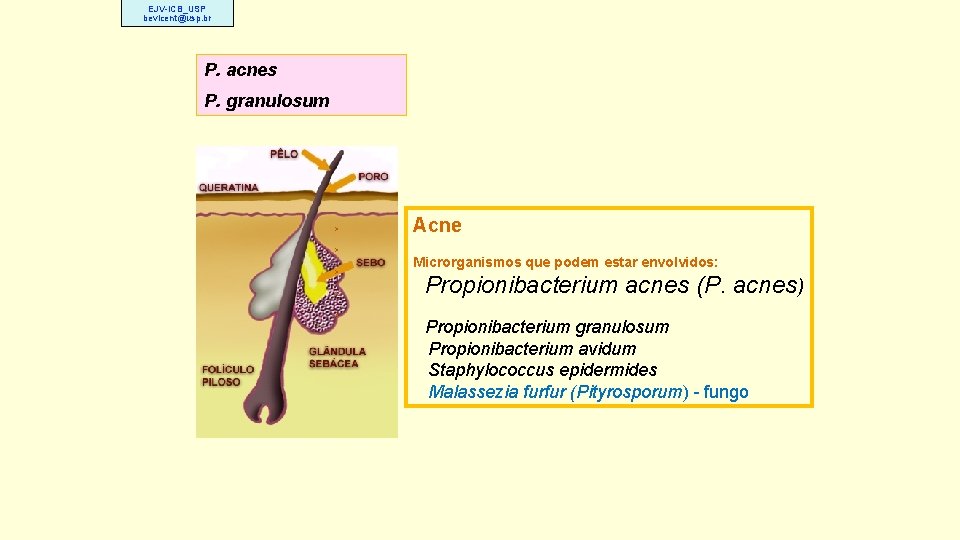 EJV-ICB_USP bevicent@usp. br P. acnes P. granulosum Acne Microrganismos que podem estar envolvidos: Propionibacterium