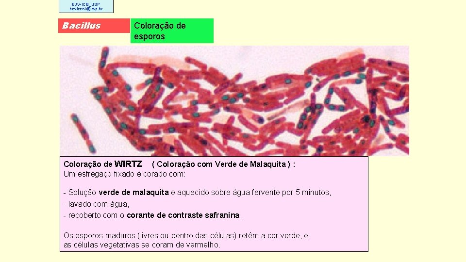 EJV-ICB_USP bevicent@usp. br Bacillus Coloração de esporos Coloração de WIRTZ ( Coloração com Verde
