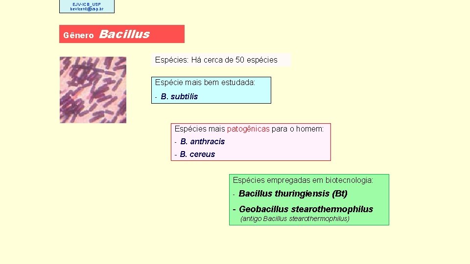 EJV-ICB_USP bevicent@usp. br Gênero Bacillus Espécies: Há cerca de 50 espécies Espécie mais bem