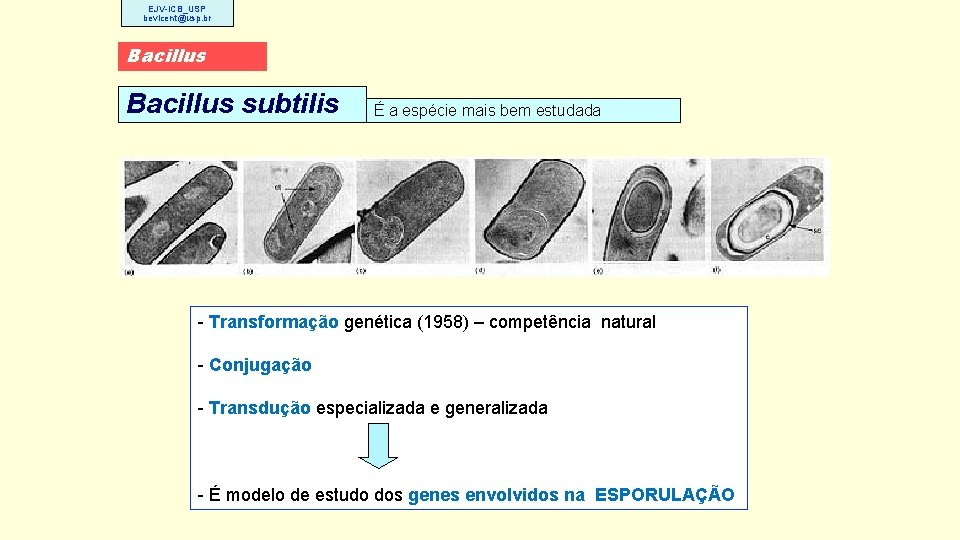 EJV-ICB_USP bevicent@usp. br Bacillus subtilis É a espécie mais bem estudada - Transformação genética