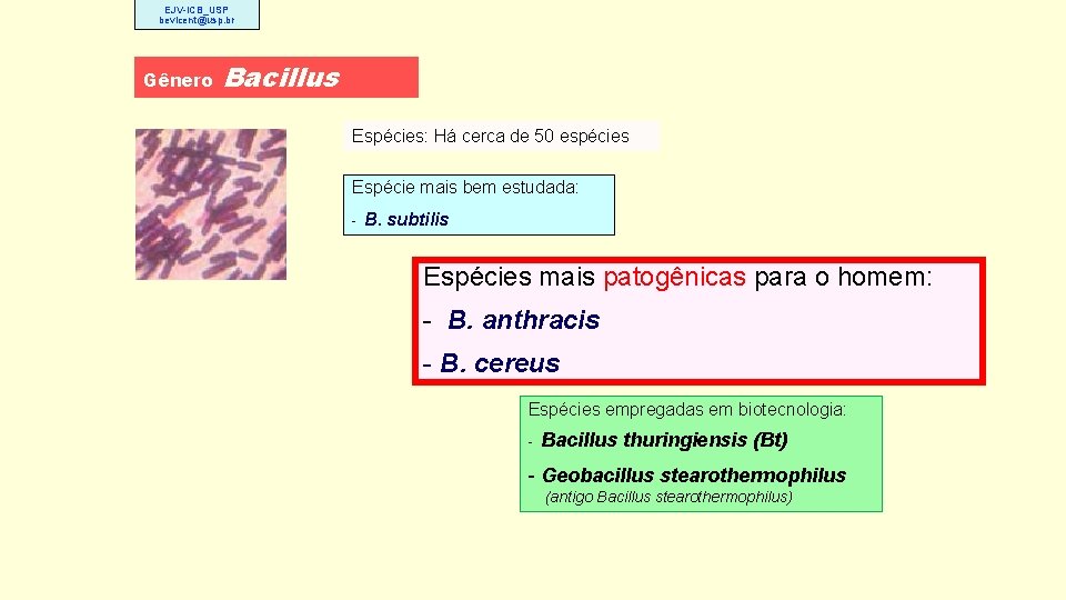 EJV-ICB_USP bevicent@usp. br Gênero Bacillus Espécies: Há cerca de 50 espécies Espécie mais bem