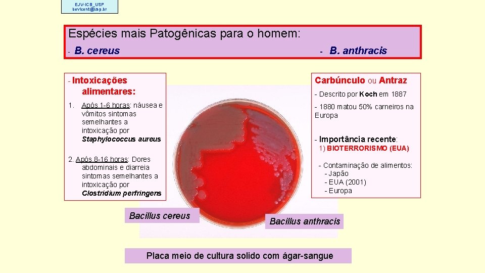 EJV-ICB_USP bevicent@usp. br Espécies mais Patogênicas para o homem: - B. cereus - -
