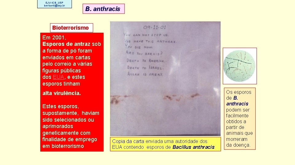 EJV-ICB_USP bevicent@usp. br B. anthracis Bioterrorismo Em 2001, Esporos de antraz sob a forma