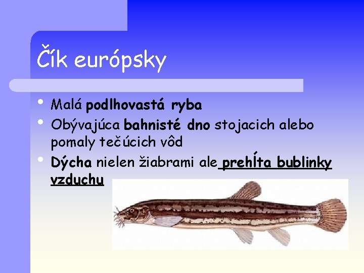 Čík európsky • Malá podlhovastá ryba • Obývajúca bahnisté dno stojacich alebo • pomaly