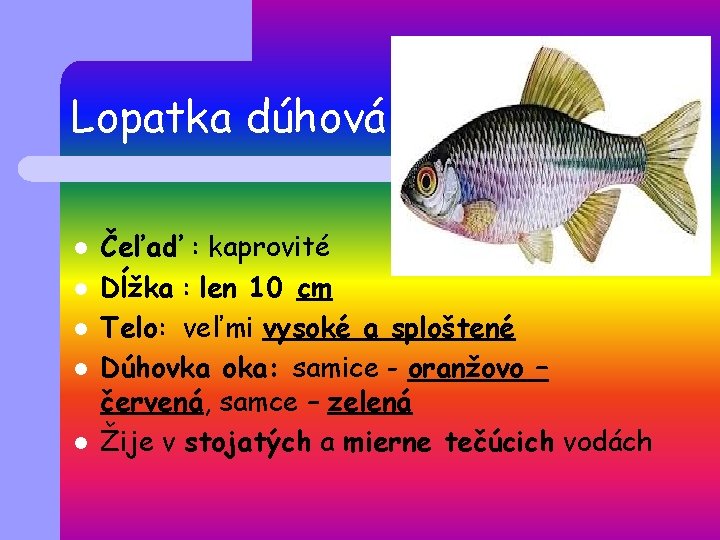 Lopatka dúhová l l l Čeľaď : kaprovité Dĺžka : len 10 cm Telo: