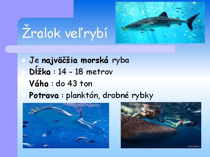 Žralok veľrybí l l Je najväčšia morská ryba Dĺžka : 14 - 18 metrov