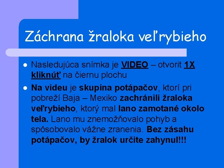 Záchrana žraloka veľrybieho l l Nasledujúca snímka je VIDEO – otvorit 1 X kliknúť