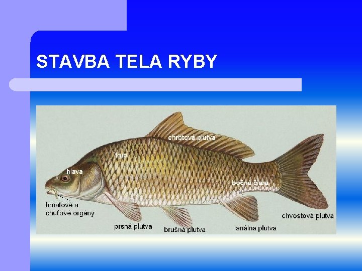 STAVBA TELA RYBY 