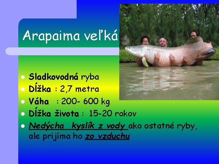 Arapaima veľká l l l Sladkovodná ryba Dĺžka : 2, 7 metra Váha :