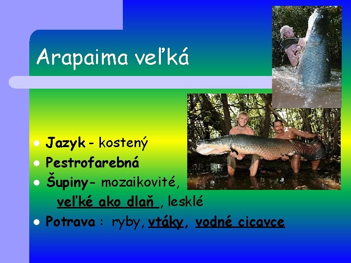 Arapaima veľká l l Jazyk - kostený Pestrofarebná Šupiny- mozaikovité, veľké ako dlaň ,