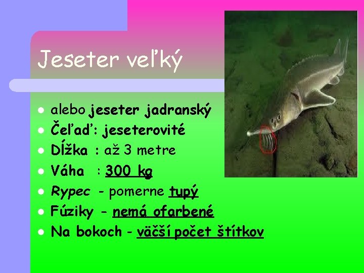 Jeseter veľký l l l l alebo jeseter jadranský Čeľaď: jeseterovité Dĺžka : až