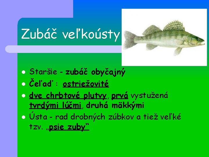 Zubáč veľkoústy l l Staršie - zubáč obyčajný Čeľaď : ostriežovité dve chrbtové plutvy,