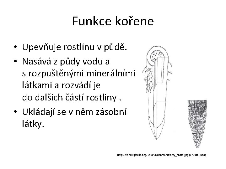 Funkce kořene • Upevňuje rostlinu v půdě. • Nasává z půdy vodu a s