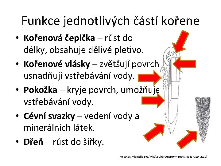 Funkce jednotlivých částí kořene • Kořenová čepička – růst do délky, obsahuje dělivé pletivo.