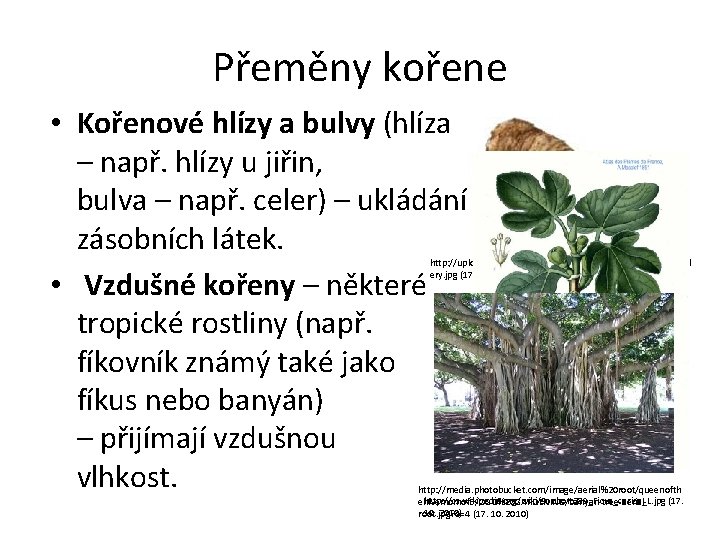 Přeměny kořene • Kořenové hlízy a bulvy (hlíza – např. hlízy u jiřin, bulva
