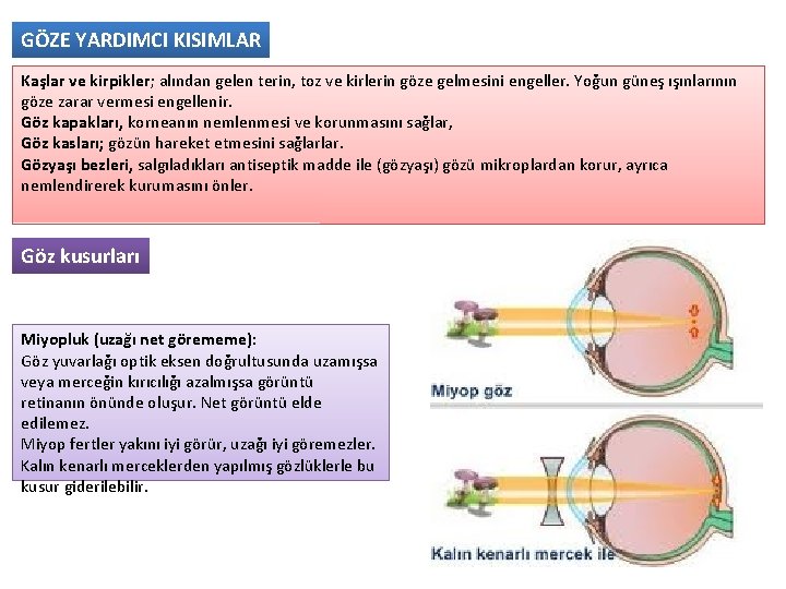 GÖZE YARDIMCI KISIMLAR Kaşlar ve kirpikler; alından gelen terin, toz ve kirlerin göze gelmesini
