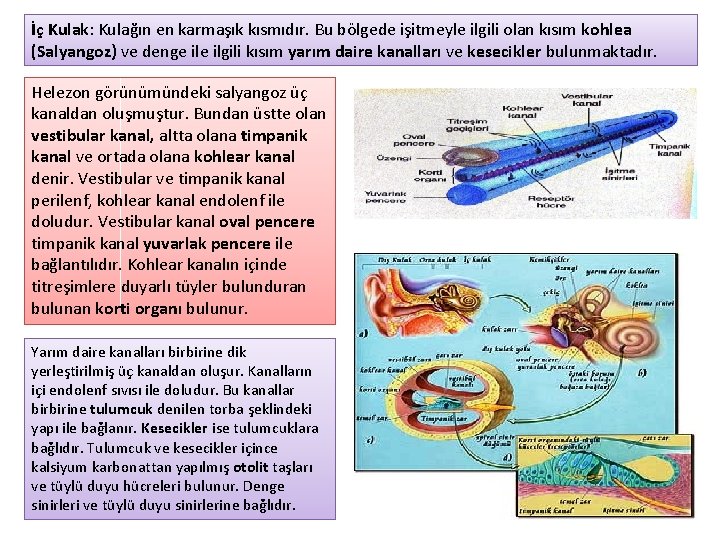 İç Kulak: Kulağın en karmaşık kısmıdır. Bu bölgede işitmeyle ilgili olan kısım kohlea (Salyangoz)