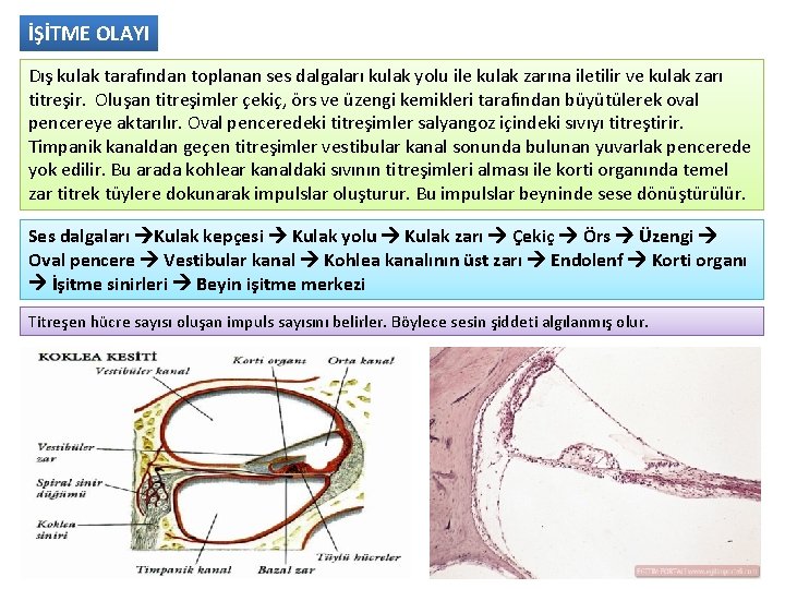 İŞİTME OLAYI Dış kulak tarafından toplanan ses dalgaları kulak yolu ile kulak zarına iletilir