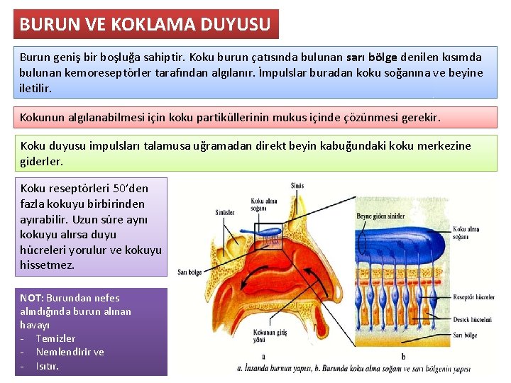 BURUN VE KOKLAMA DUYUSU Burun geniş bir boşluğa sahiptir. Koku burun çatısında bulunan sarı