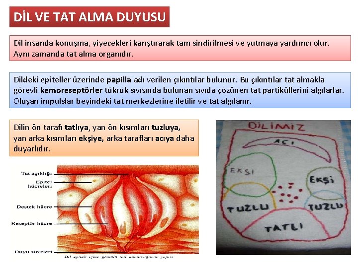 DİL VE TAT ALMA DUYUSU Dil insanda konuşma, yiyecekleri karıştırarak tam sindirilmesi ve yutmaya