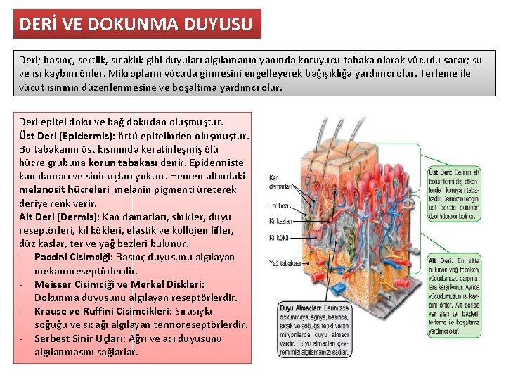 DERİ VE DOKUNMA DUYUSU Deri; basınç, sertlik, sıcaklık gibi duyuları algılamanın yanında koruyucu tabaka