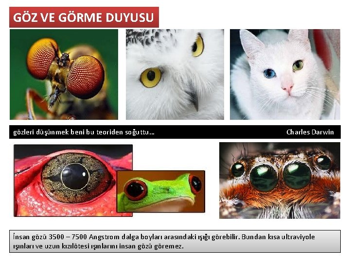 GÖZ VE GÖRME DUYUSU gözleri düşünmek beni bu teoriden soğuttu… Charles Darwin İnsan gözü