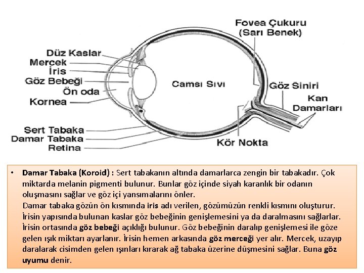  • Damar Tabaka (Koroid) : Sert tabakanın altında damarlarca zengin bir tabakadır. Çok