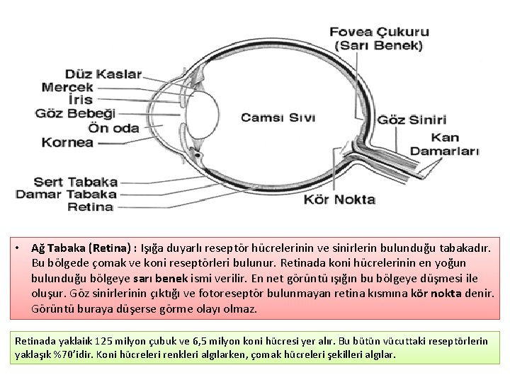 • Ağ Tabaka (Retina) : Işığa duyarlı reseptör hücrelerinin ve sinirlerin bulunduğu tabakadır.