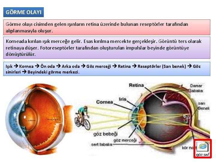 GÖRME OLAYI Görme olayı cisimden gelen ışınların retina üzerinde bulunan reseptörler tarafından algılanmasıyla oluşur.