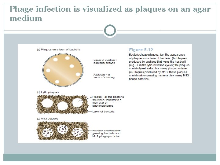 Phage infection is visualized as plaques on an agar medium 