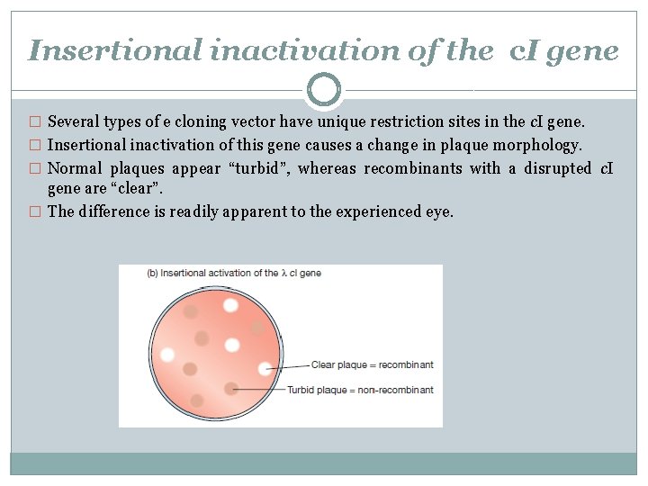 Insertional inactivation of the c. I gene � Several types of e cloning vector