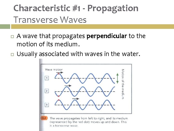 Characteristic #1 - Propagation Transverse Waves A wave that propagates perpendicular to the motion