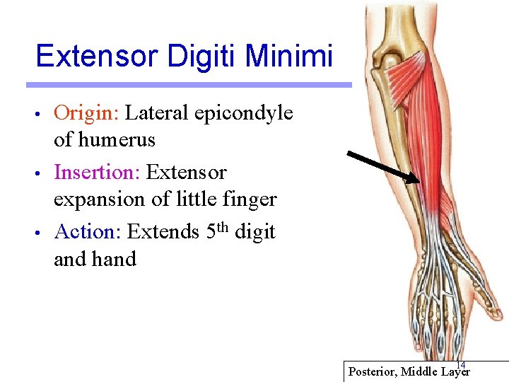 Extensor Digiti Minimi • • • Origin: Lateral epicondyle of humerus Insertion: Extensor expansion Extensor Digiti Minimi • • • Origin: Lateral epicondyle of humerus Insertion: Extensor expansion