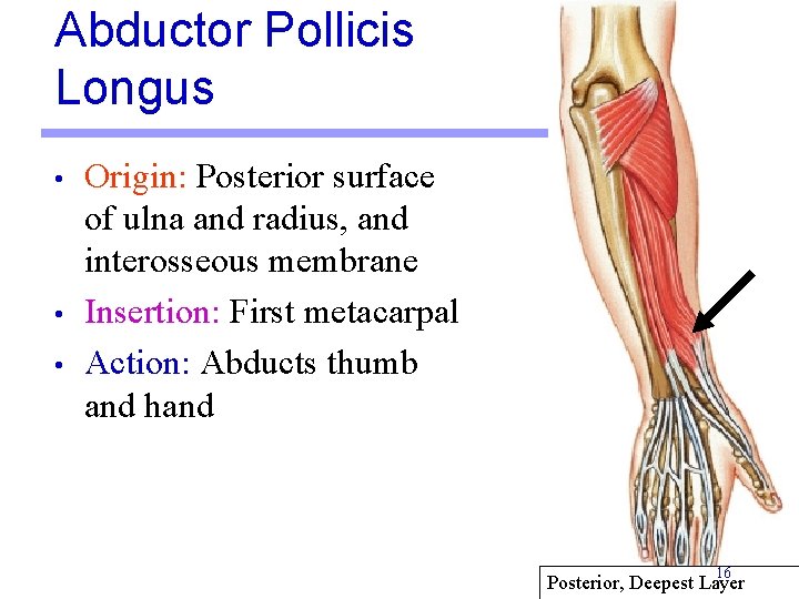 Abductor Pollicis Longus • • • Origin: Posterior surface of ulna and radius, and Abductor Pollicis Longus • • • Origin: Posterior surface of ulna and radius, and