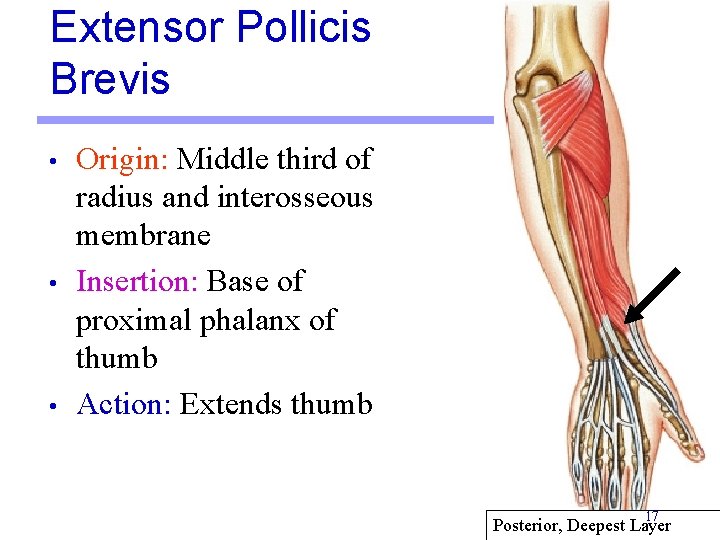 Extensor Pollicis Brevis • • • Origin: Middle third of radius and interosseous membrane Extensor Pollicis Brevis • • • Origin: Middle third of radius and interosseous membrane
