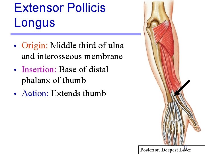 Extensor Pollicis Longus • • • Origin: Middle third of ulna and interosseous membrane Extensor Pollicis Longus • • • Origin: Middle third of ulna and interosseous membrane
