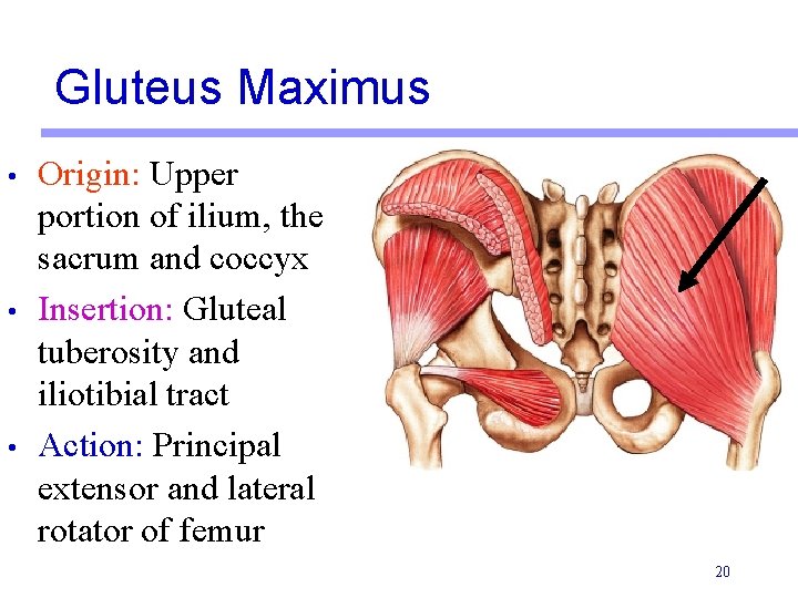 Gluteus Maximus • • • Origin: Upper portion of ilium, the sacrum and coccyx Gluteus Maximus • • • Origin: Upper portion of ilium, the sacrum and coccyx