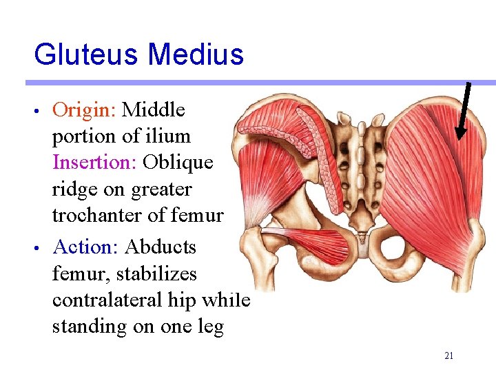 Gluteus Medius • • Origin: Middle portion of ilium Insertion: Oblique ridge on greater Gluteus Medius • • Origin: Middle portion of ilium Insertion: Oblique ridge on greater