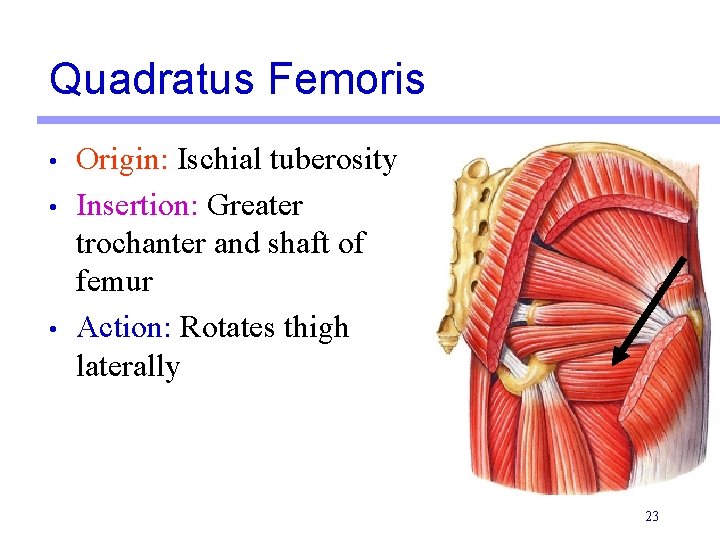 Quadratus Femoris • • • Origin: Ischial tuberosity Insertion: Greater trochanter and shaft of Quadratus Femoris • • • Origin: Ischial tuberosity Insertion: Greater trochanter and shaft of