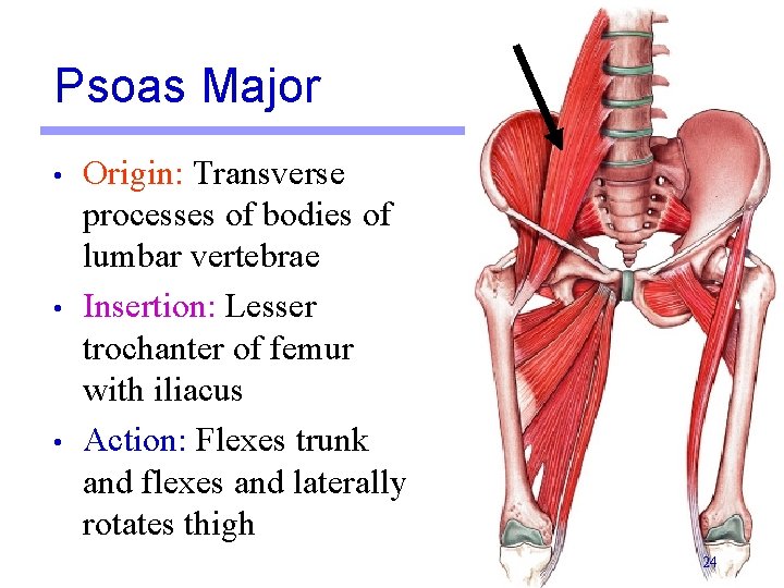 Psoas Major • • • Origin: Transverse processes of bodies of lumbar vertebrae Insertion: Psoas Major • • • Origin: Transverse processes of bodies of lumbar vertebrae Insertion: