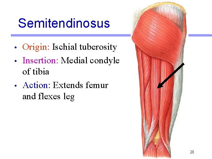Semitendinosus • • • Origin: Ischial tuberosity Insertion: Medial condyle of tibia Action: Extends Semitendinosus • • • Origin: Ischial tuberosity Insertion: Medial condyle of tibia Action: Extends