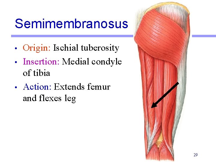 Semimembranosus • • • Origin: Ischial tuberosity Insertion: Medial condyle of tibia Action: Extends Semimembranosus • • • Origin: Ischial tuberosity Insertion: Medial condyle of tibia Action: Extends