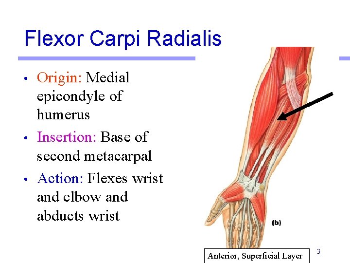 Flexor Carpi Radialis • • • Origin: Medial epicondyle of humerus Insertion: Base of Flexor Carpi Radialis • • • Origin: Medial epicondyle of humerus Insertion: Base of