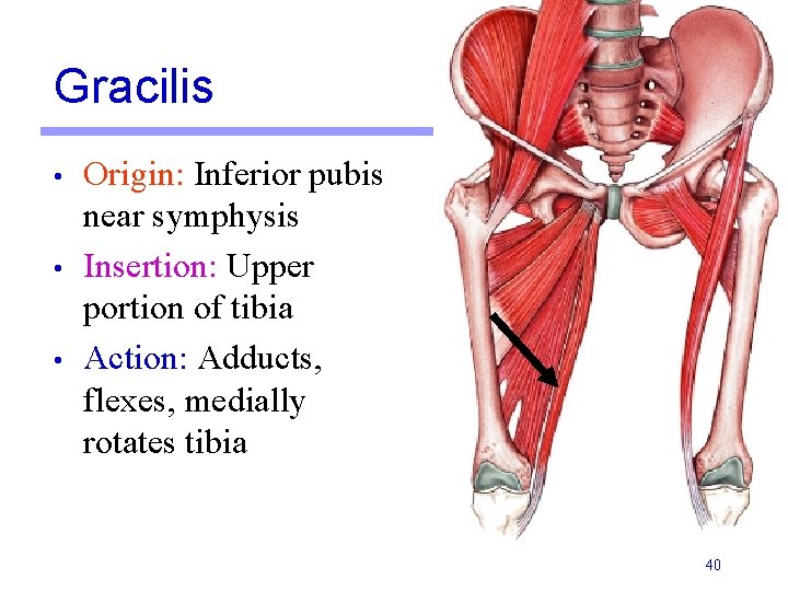 Gracilis • • • Origin: Inferior pubis near symphysis Insertion: Upper portion of tibia Gracilis • • • Origin: Inferior pubis near symphysis Insertion: Upper portion of tibia