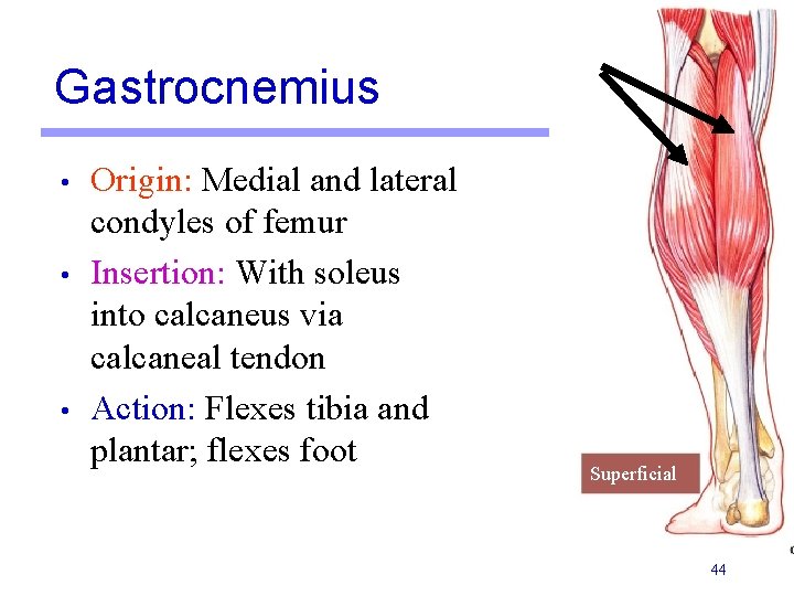 Gastrocnemius • • • Origin: Medial and lateral condyles of femur Insertion: With soleus Gastrocnemius • • • Origin: Medial and lateral condyles of femur Insertion: With soleus