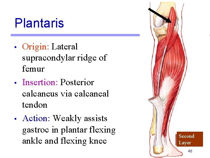 Plantaris • • • Origin: Lateral supracondylar ridge of femur Insertion: Posterior calcaneus via Plantaris • • • Origin: Lateral supracondylar ridge of femur Insertion: Posterior calcaneus via