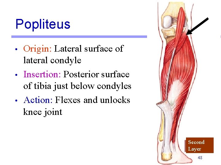 Popliteus • • • Origin: Lateral surface of lateral condyle Insertion: Posterior surface of Popliteus • • • Origin: Lateral surface of lateral condyle Insertion: Posterior surface of